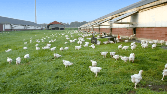 PERDUE® HARVESTLAND® Free Range Products