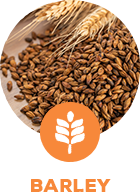 barley barley