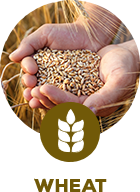 wheat wheat