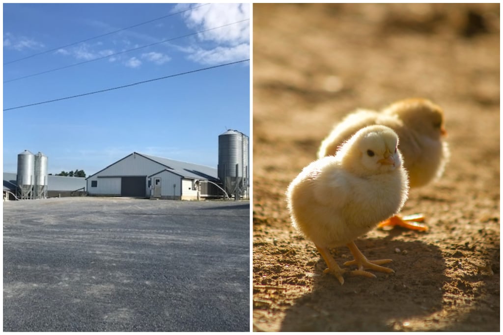 Mountain View Farm