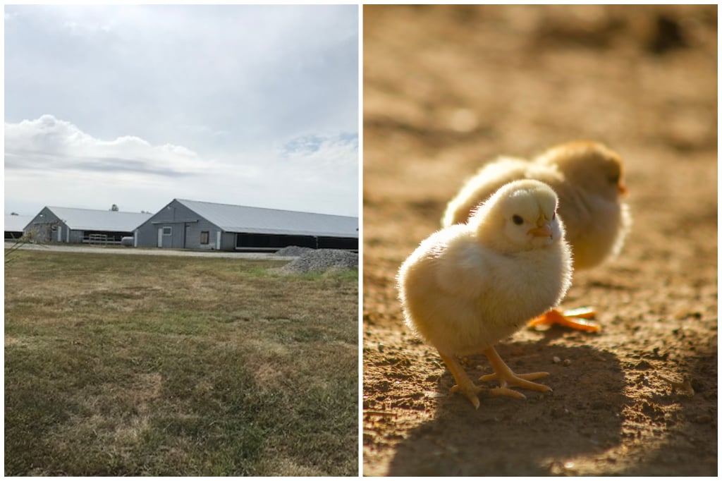 Heppler Poultry