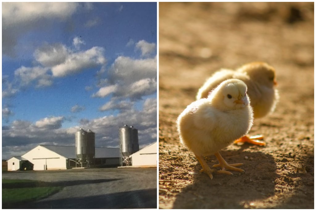 Walnut Ridge Farm