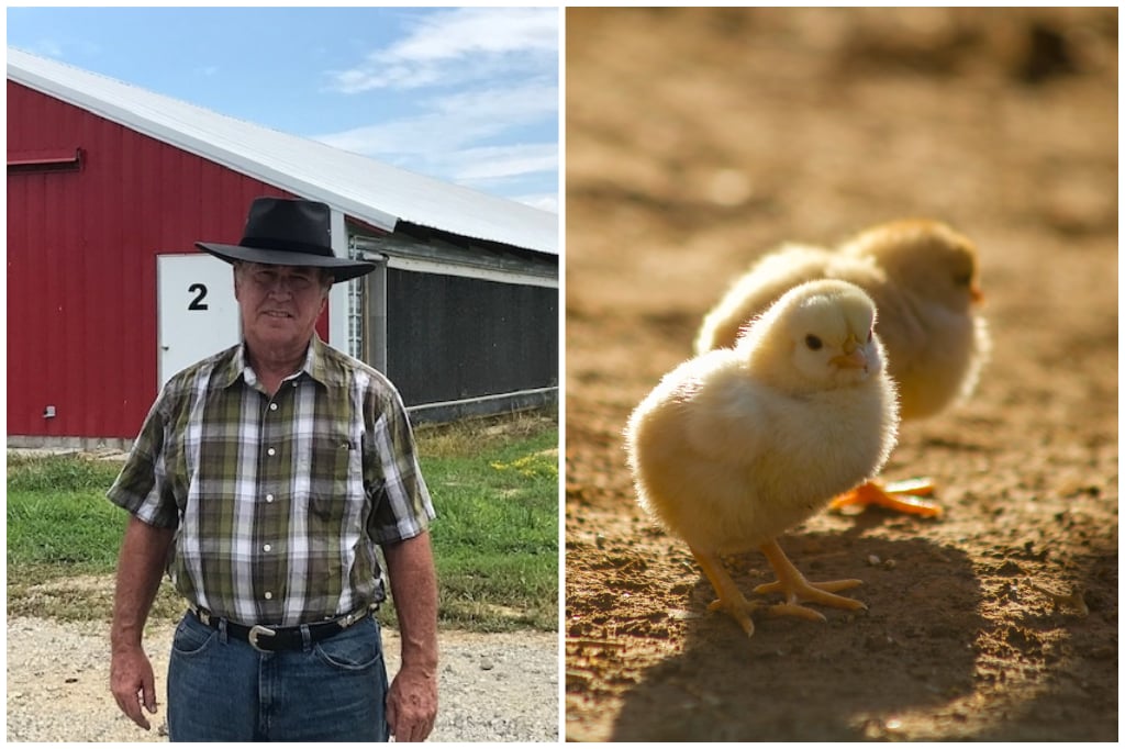 DM Powell Poultry