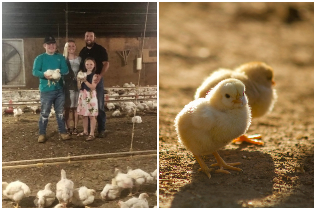 Free Bird Farm