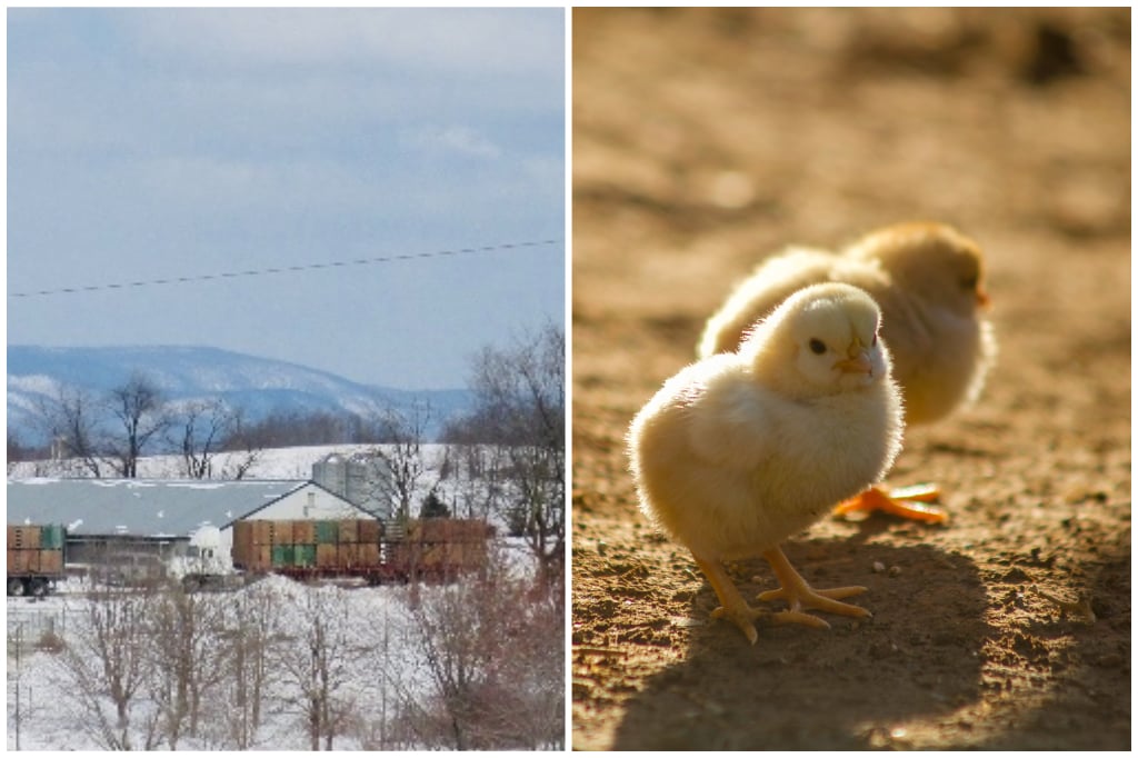 Barben Farms