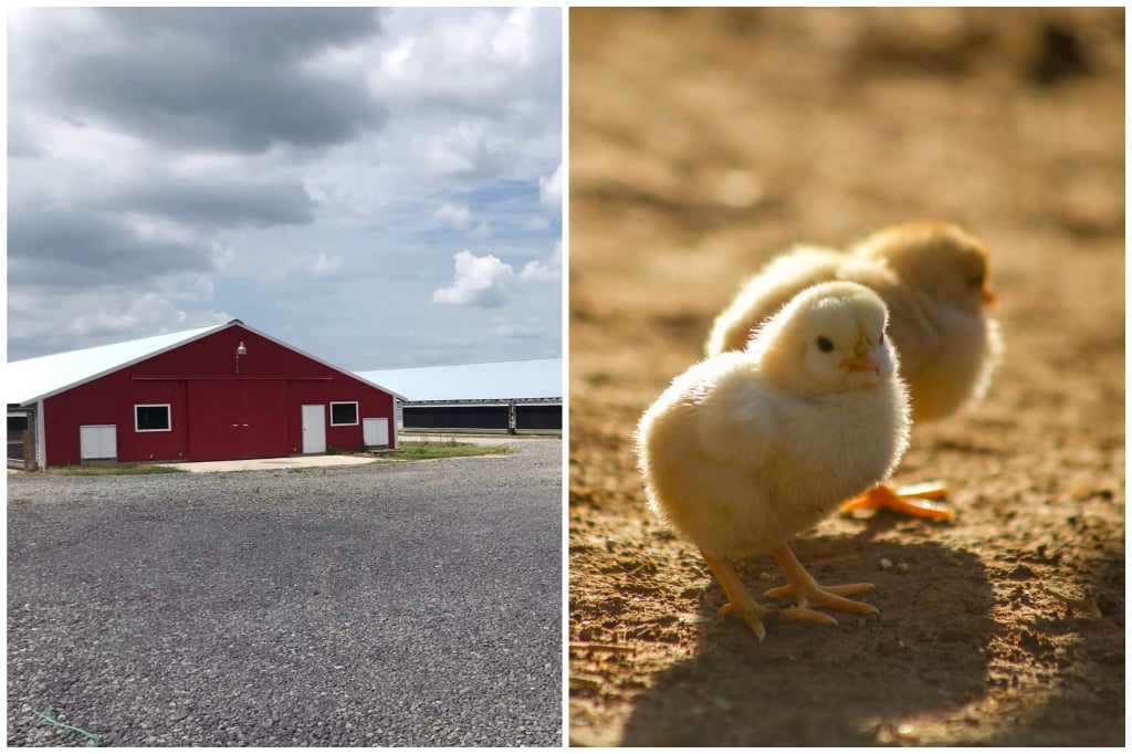 BYH Farms