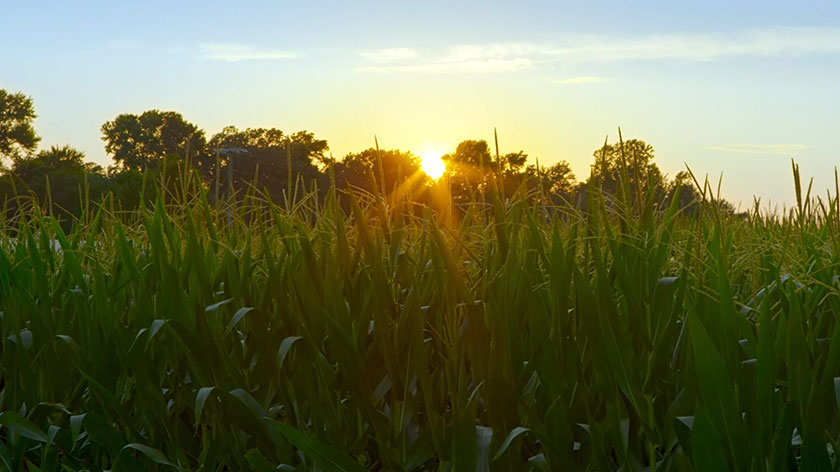 grass field, sunset