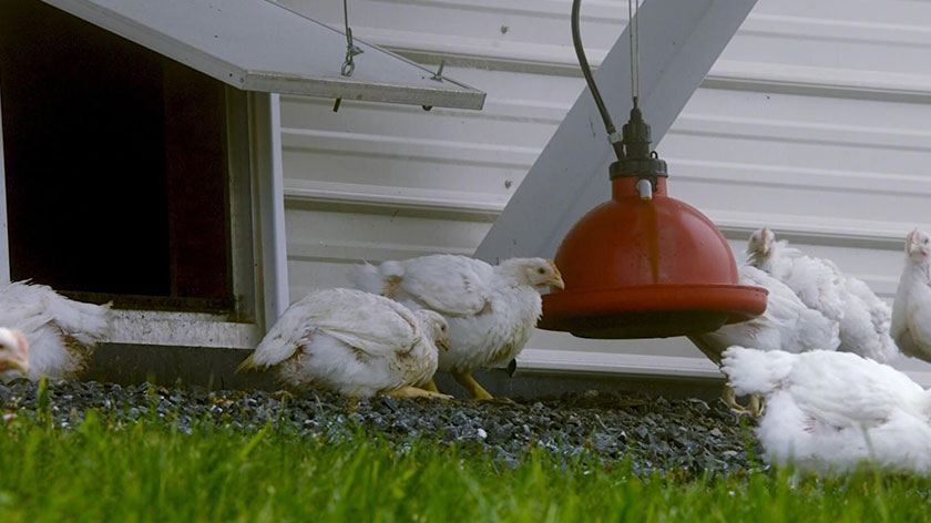 chickens roaming