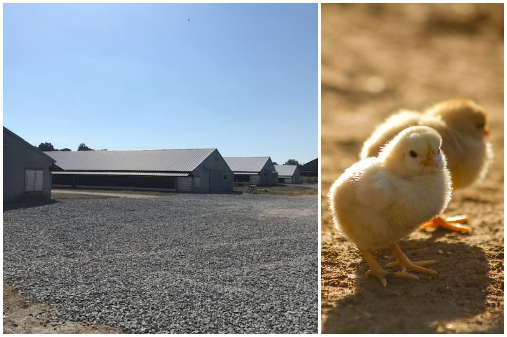 KMA Poultry