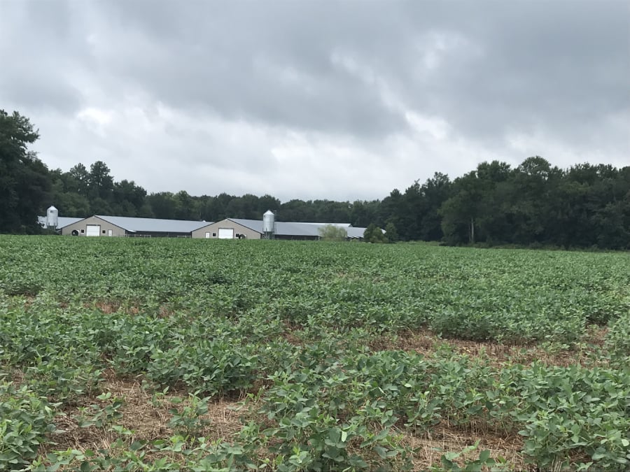 Windy Day Farms