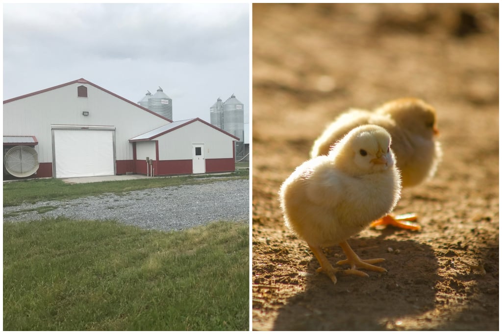 Robin-Mike Farms