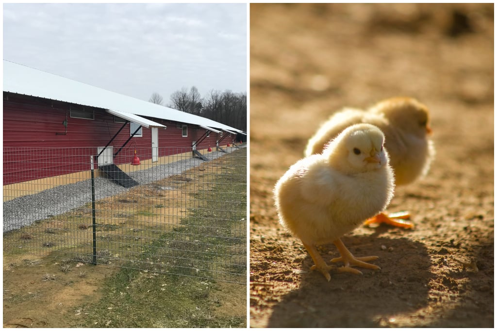 White Gold Poultry