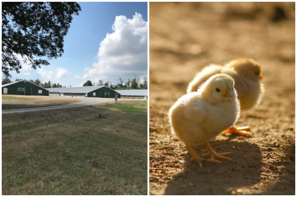 A & C Poultry