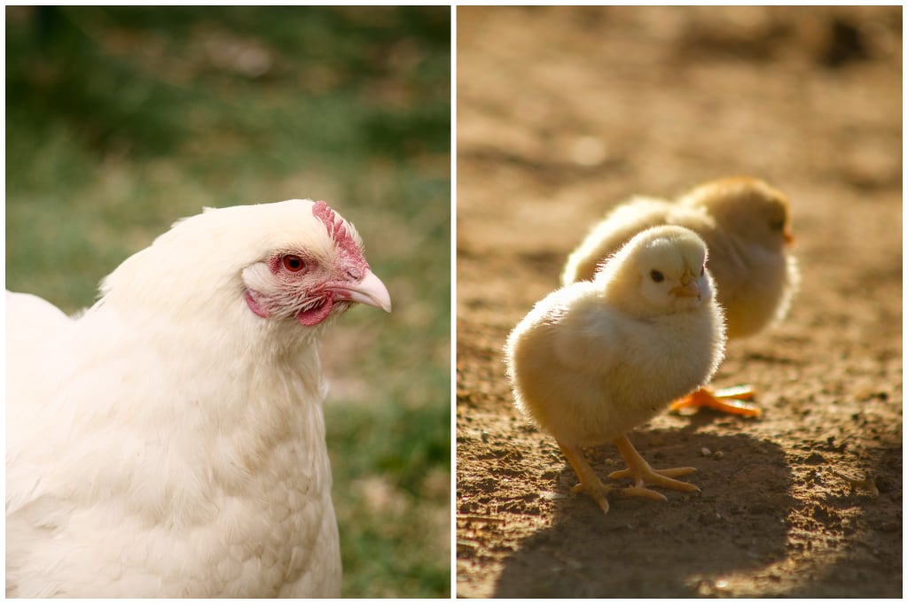 D Double B Poultry