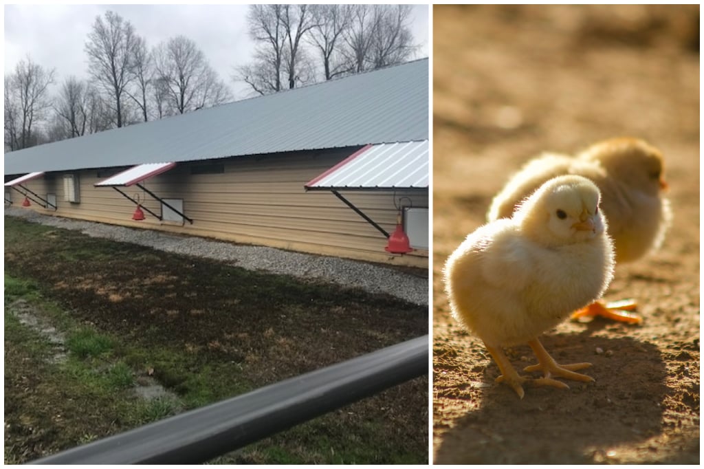 Greenbriar Poultry