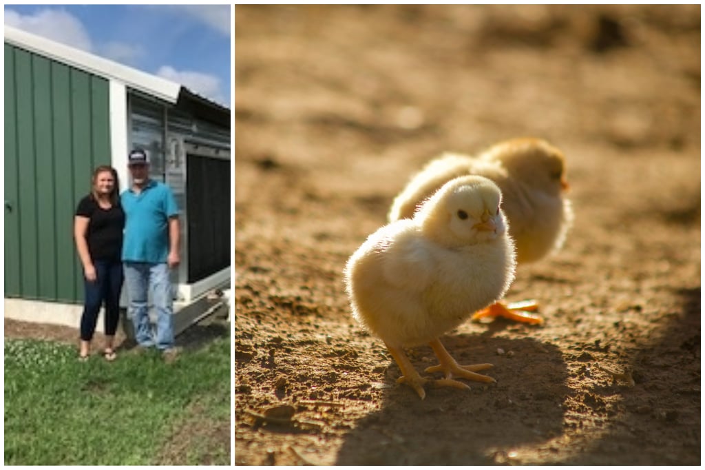 Cherry Glade Chickens, LLC