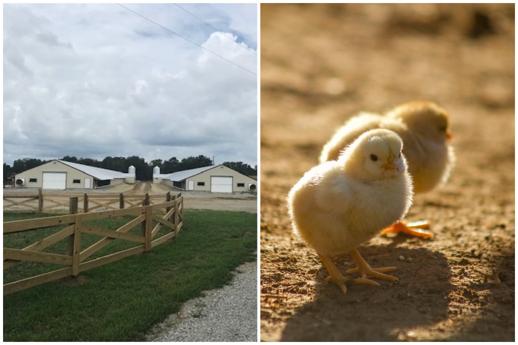 Shady Brook Farm