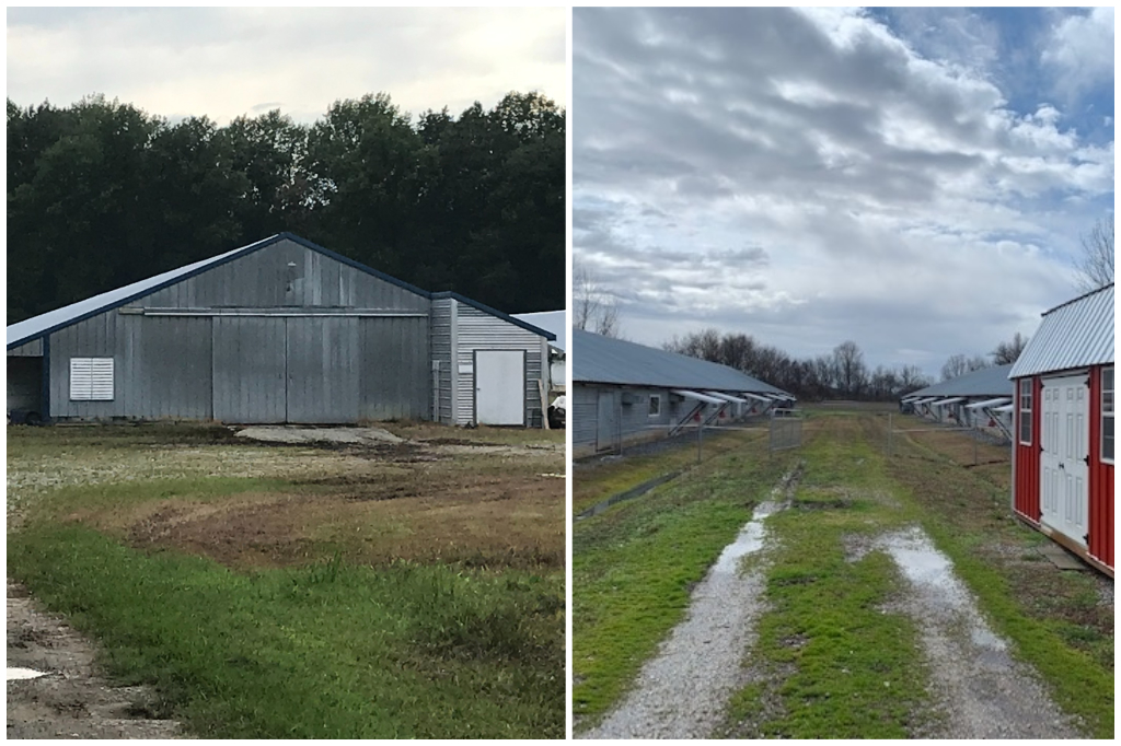 Evans and Butler Poultry