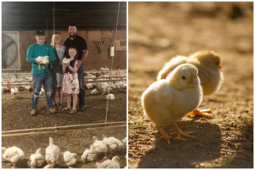 Free Bird Farm