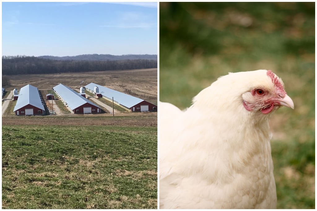 JR Chicken Farm