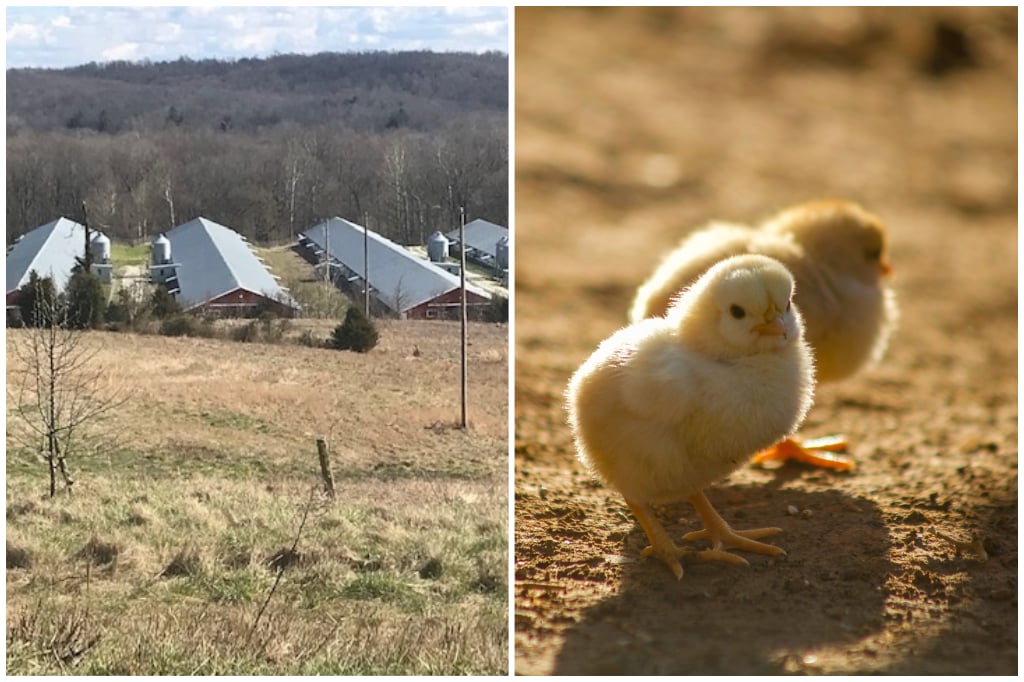 High Point Farm