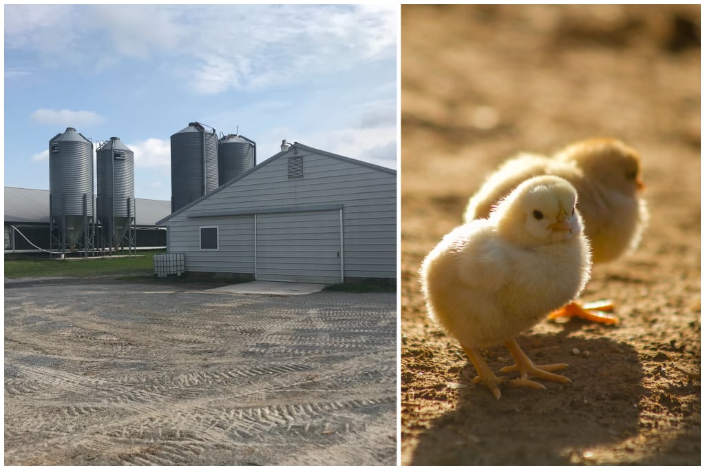 Ammon Weaver Farm