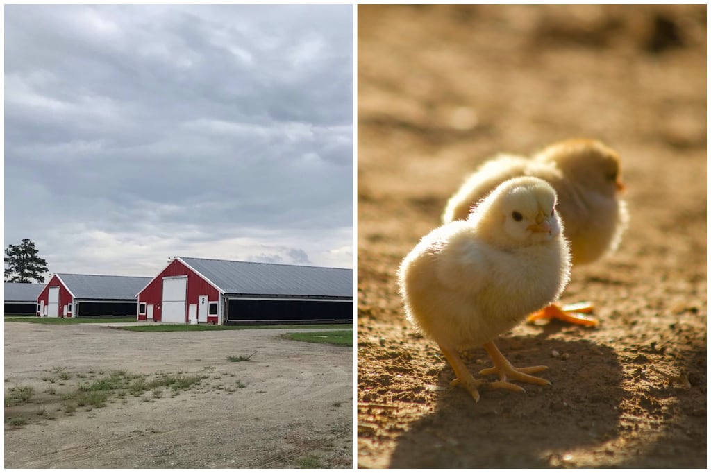 Andy and Sherry’s Farm