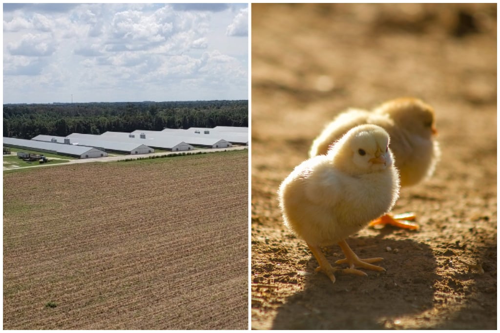 S and S Farms