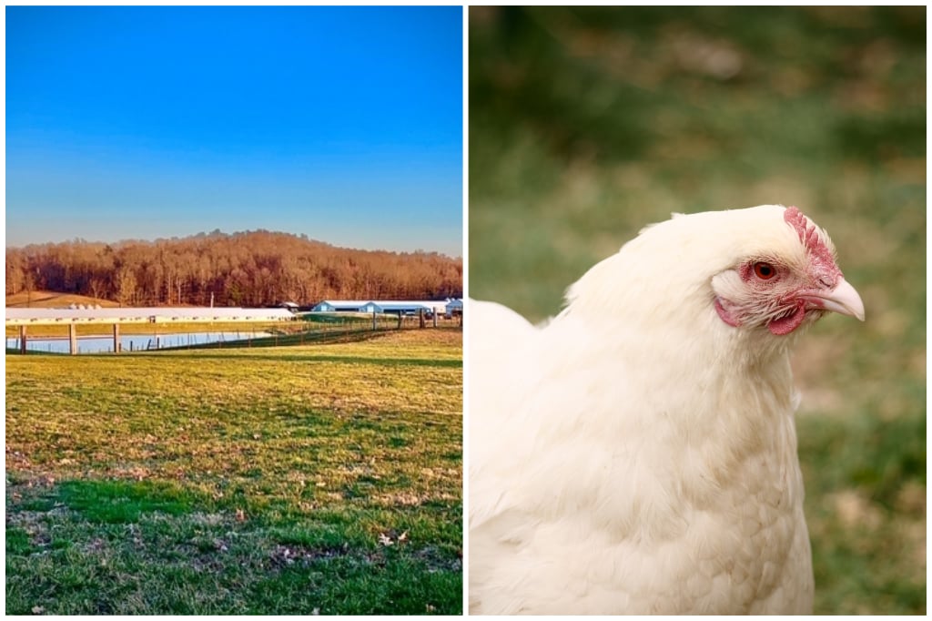 Tichenor Farm