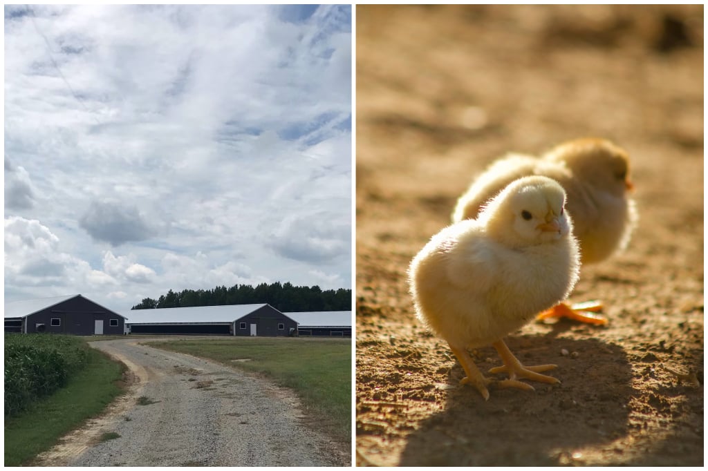 M&P Poultry