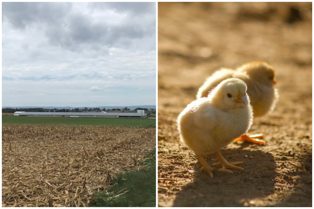 Clear Valley Farm