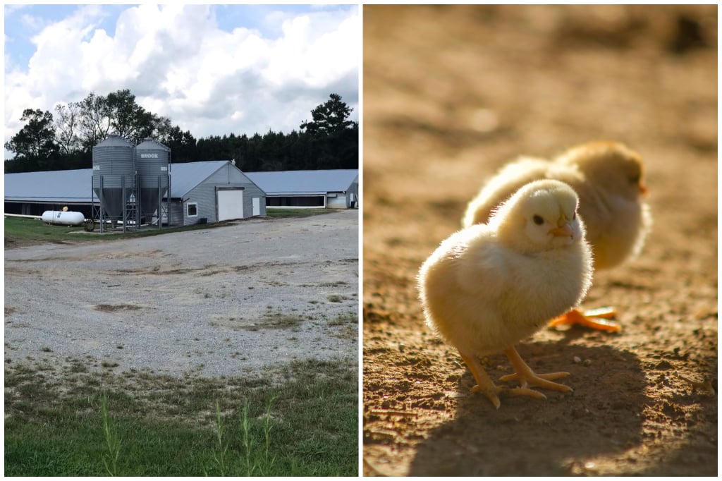 Wayne Byrum Farm
