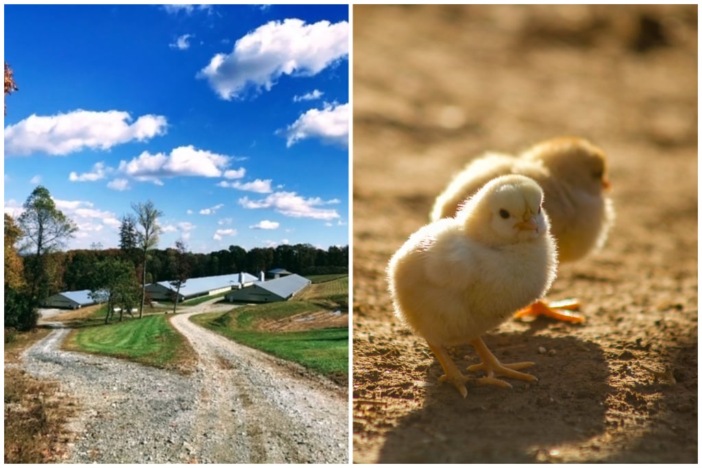 Groff Farms