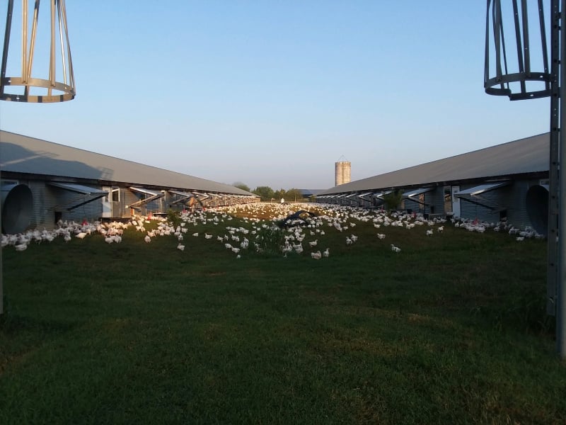 Duart Farm