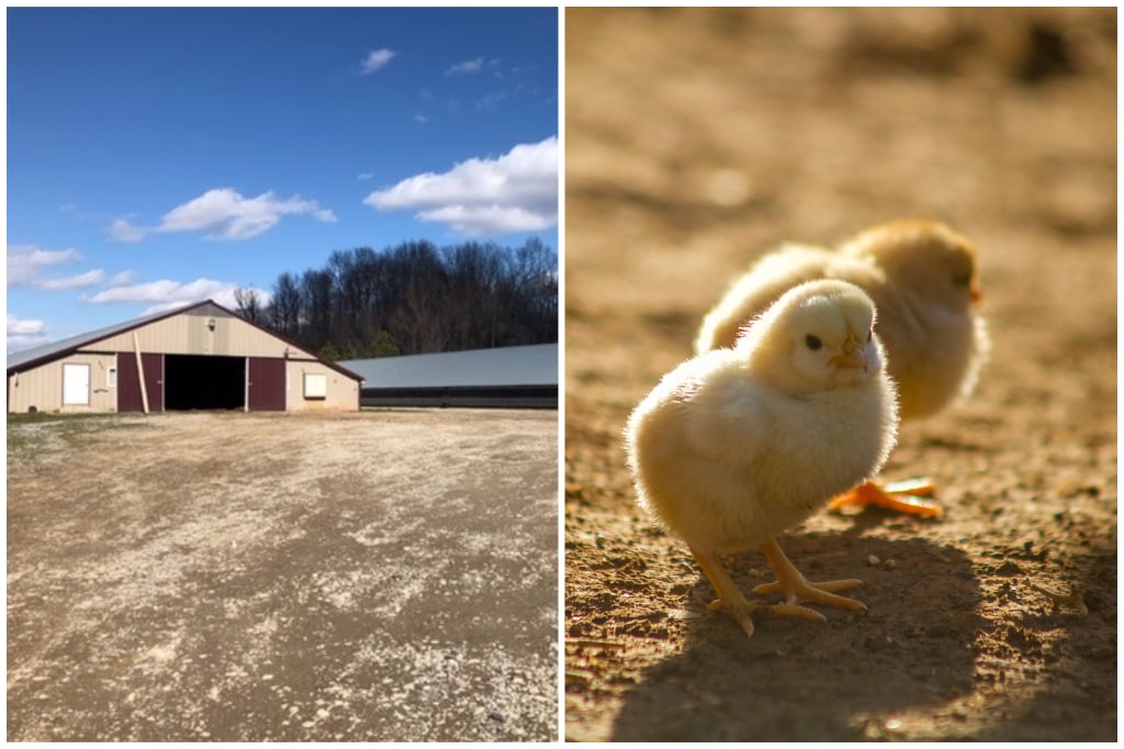 D & A Howard Farm