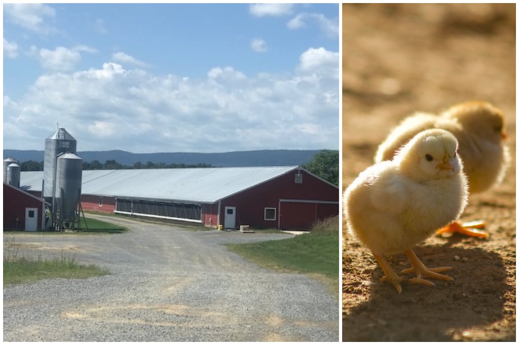 Thorn Ridge Farm