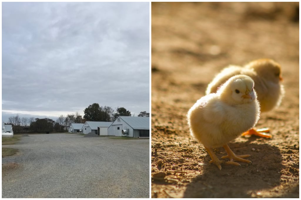 Old Oak Farms