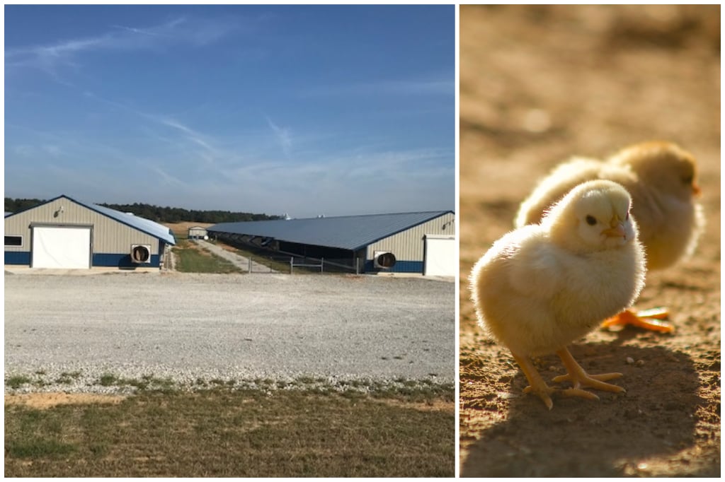 High Maintenance Farm