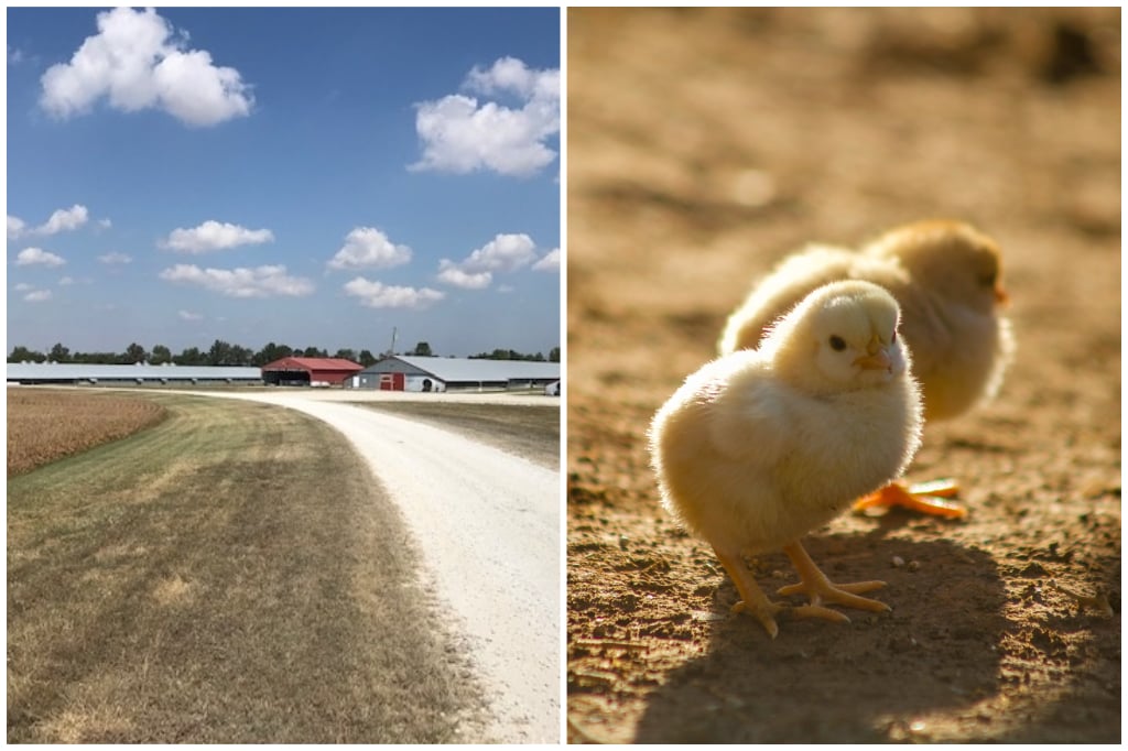 Handyville Poultry