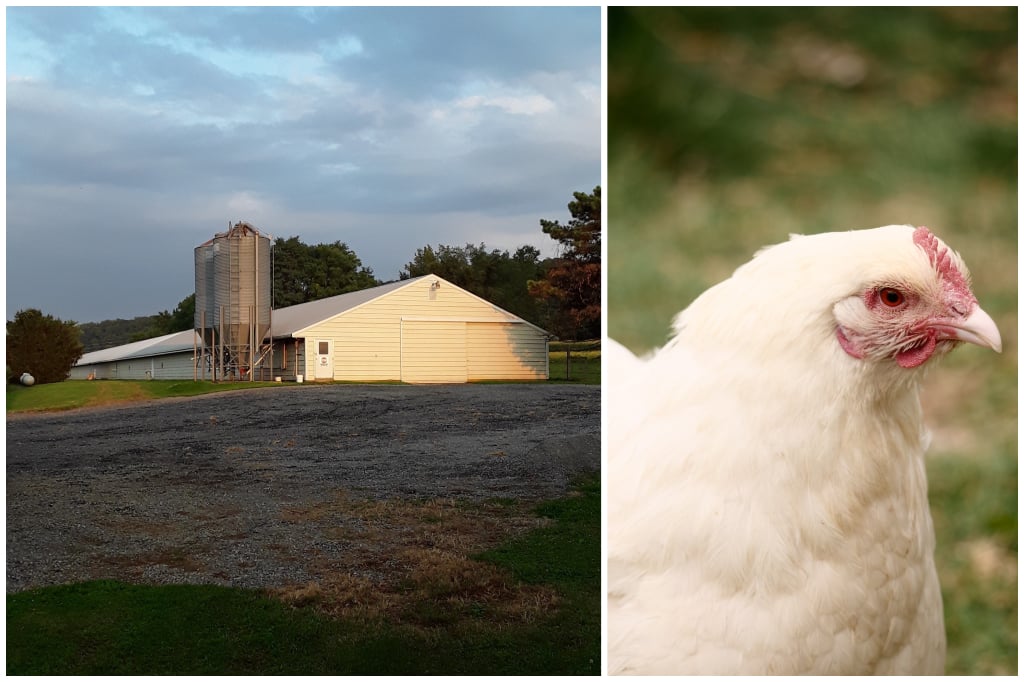 James Martin Farm