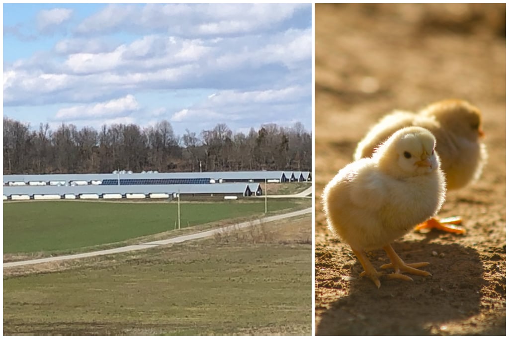 Twin Lakes Poultry