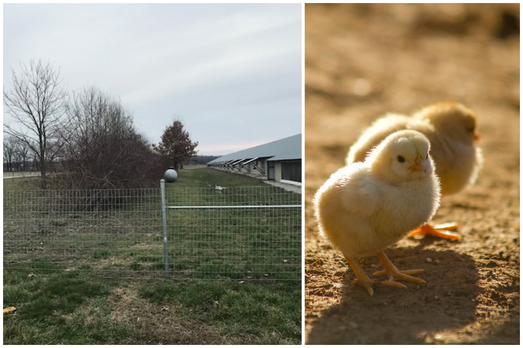 Brad Ebelhar Farm