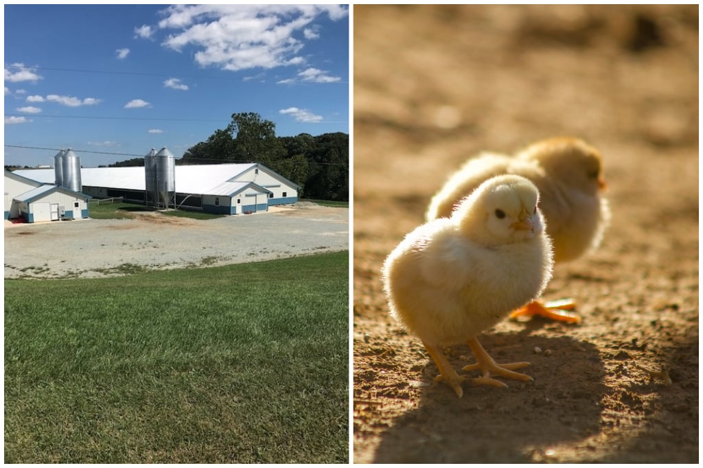 D&M Farm Ventures