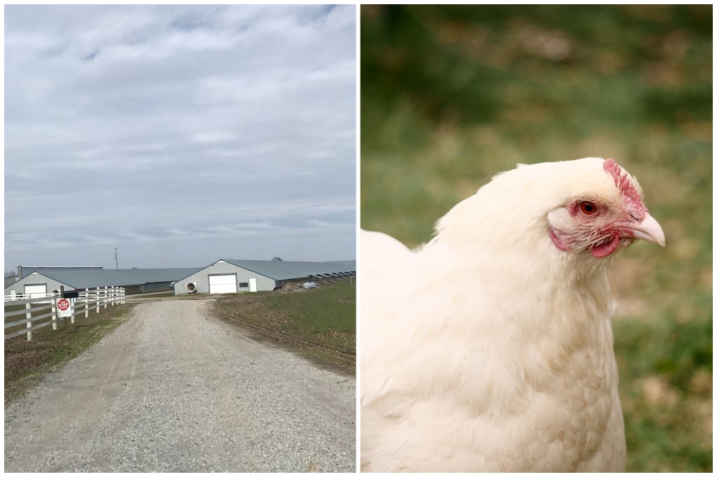 Hickory Hollow Farm