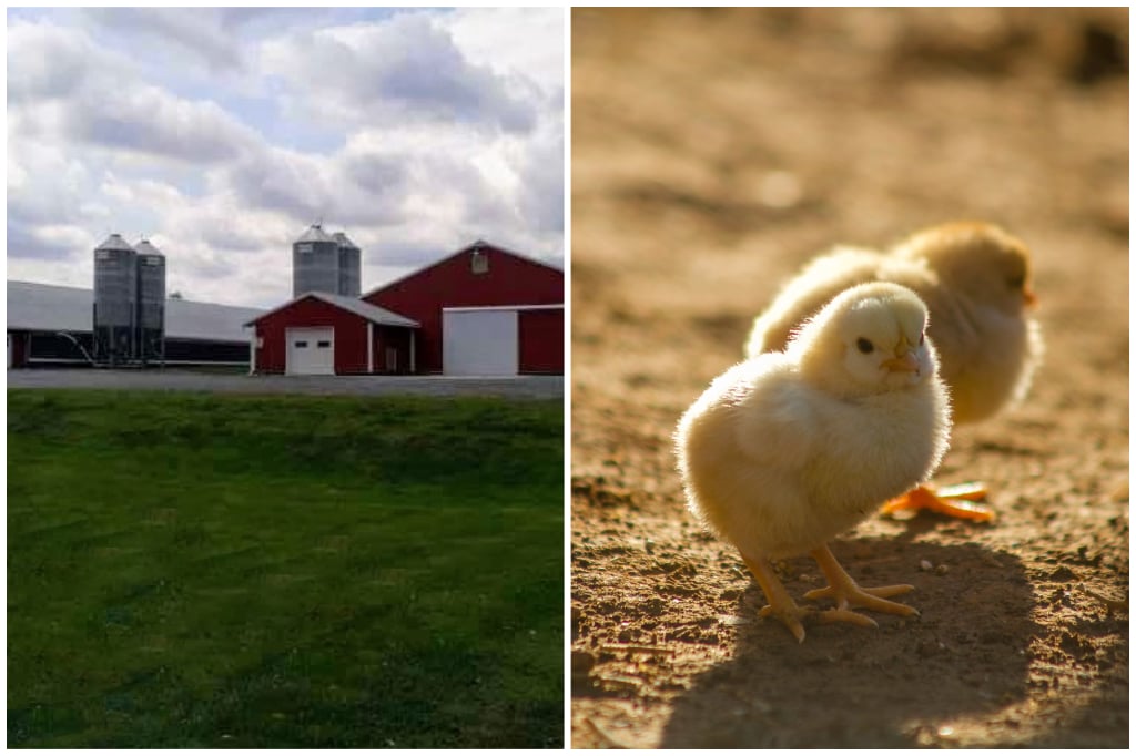 Shady Lane Farm