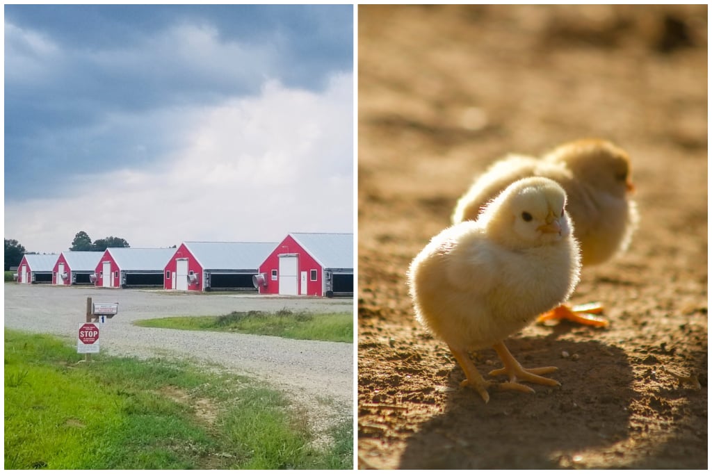 B and P Poultry