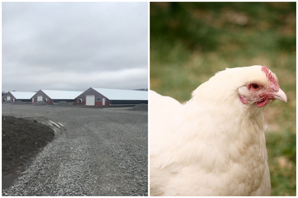 OK Farms
