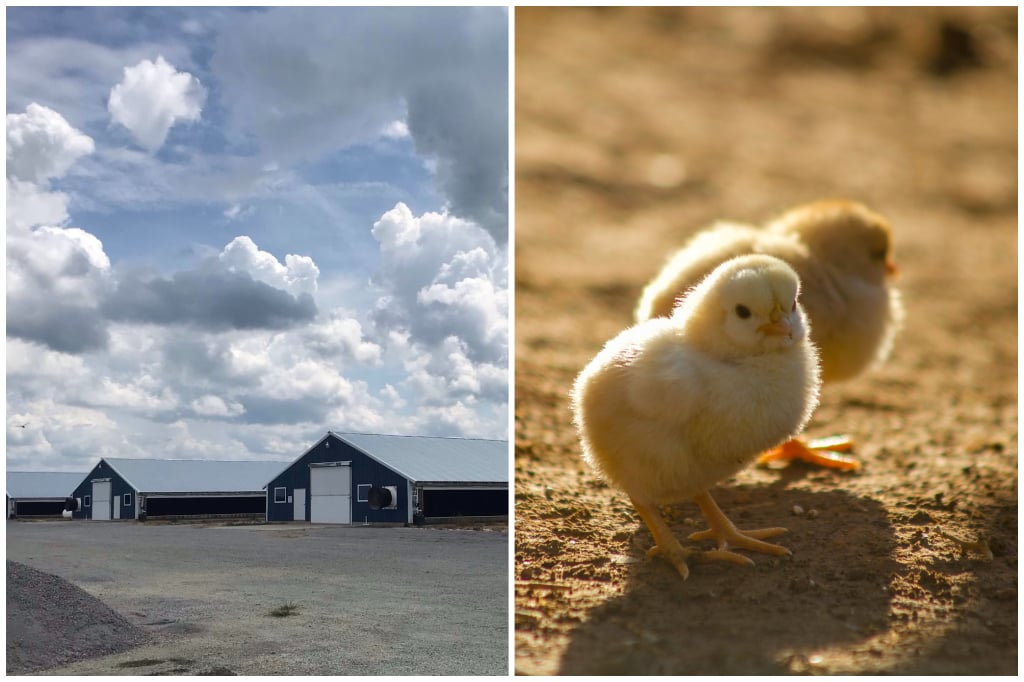 Shepherd Lane Poultry
