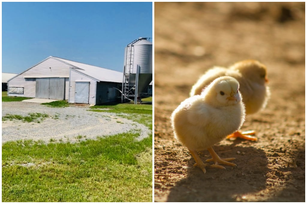 Sutton Poultry