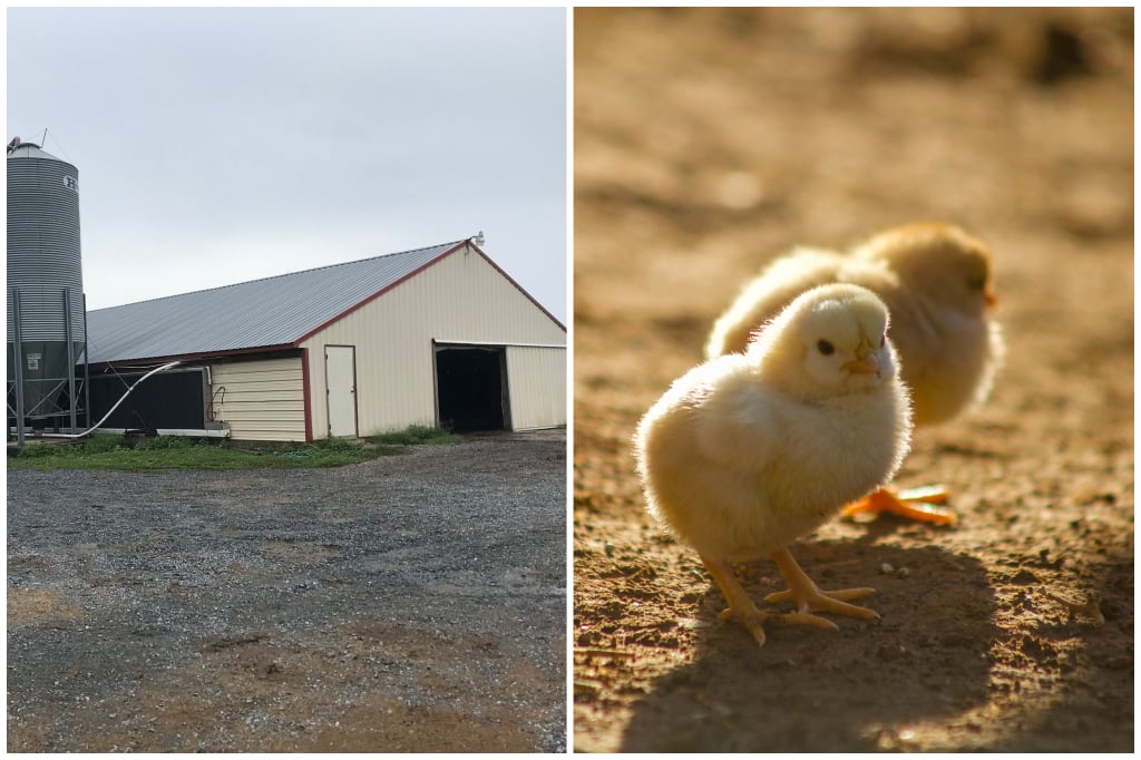 Peaceful Grove Farm